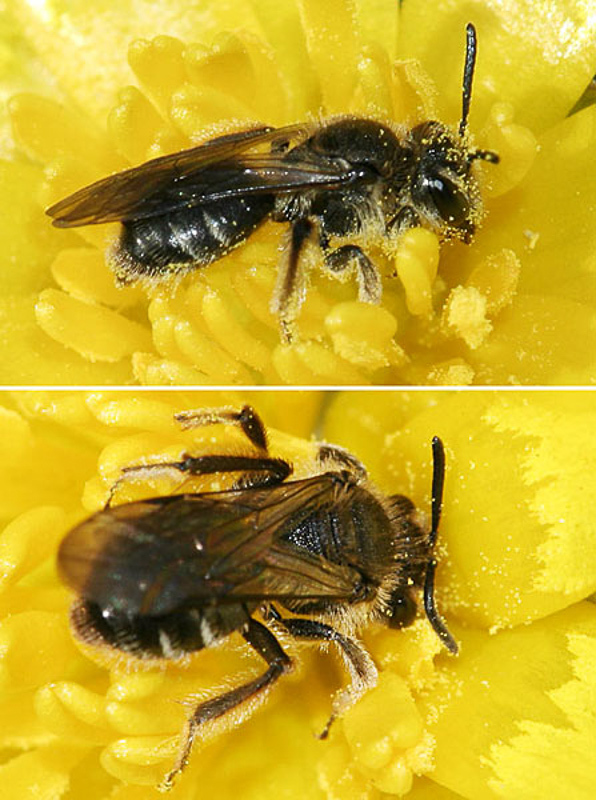 Bees : (Andrenidae) Andrena minutula