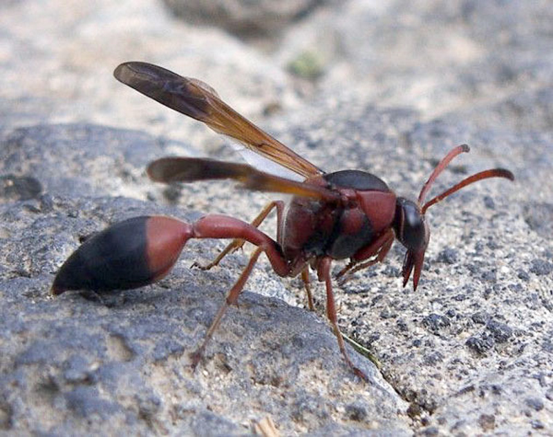 Aculeate Wasps : (Vespidae) Delta dimidiatipenne
