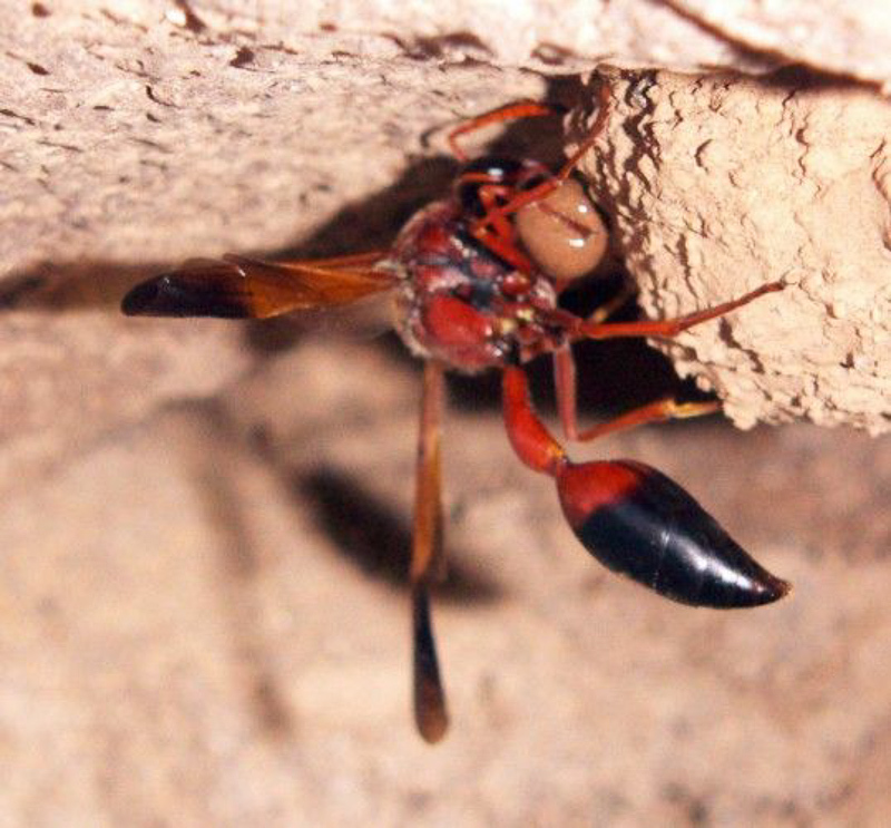 Aculeate Wasps : (Vespidae) Delta dimidiatipenne