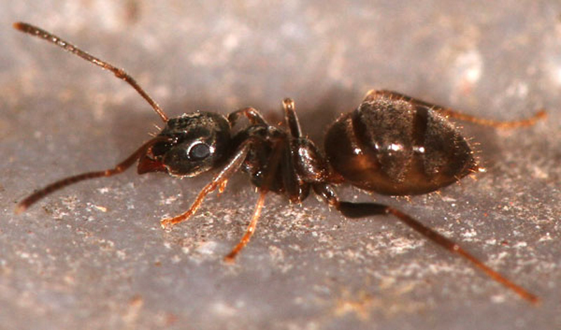 Ants : (Formicidae) Lasius niger