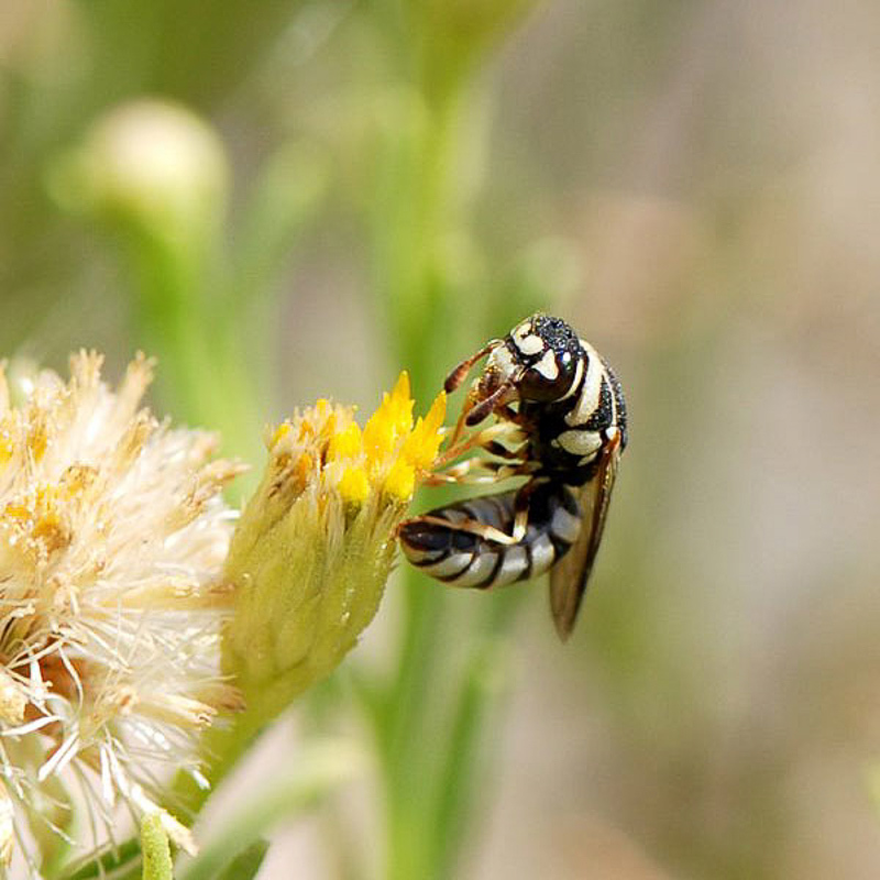 Aculeate Wasps : (Vespidae) Jugurtia jemenensis
