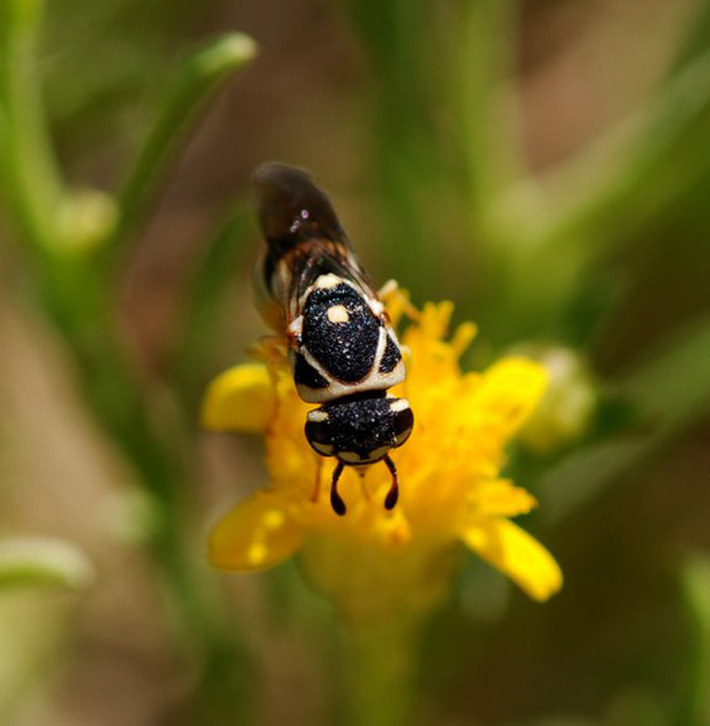 Aculeate Wasps : (Vespidae) Jugurtia jemenensis