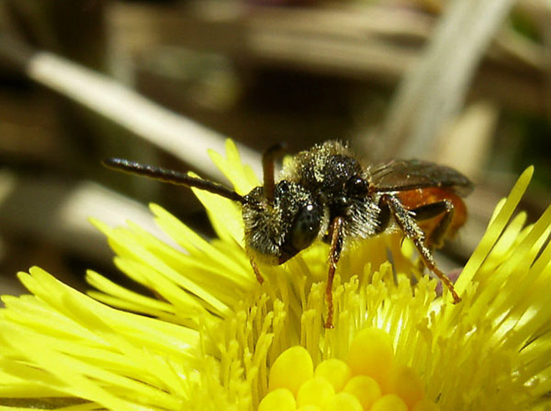 Bees : (Apidae) Nomada fabriciana
