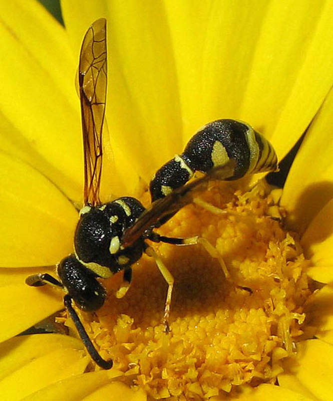 Aculeate Wasps : (Vespidae) Eumenes mediterraneus