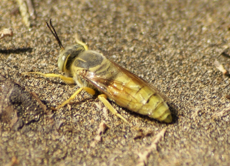 Aculeate Wasps : (Crabronidae) Bembix flavescens