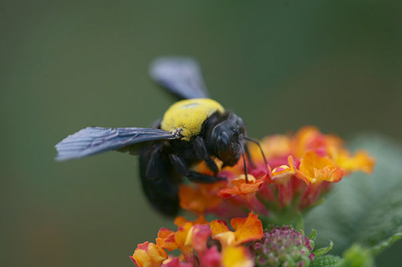 Bees : (Apidae) Xylocopa pubescens