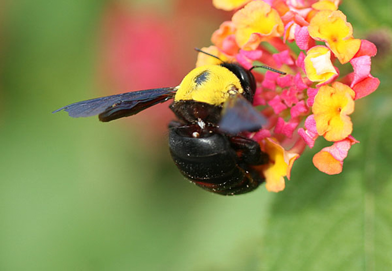 Bees : (Apidae) Xylocopa pubescens