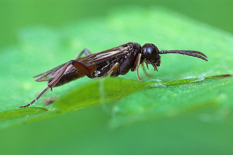 Sawflies and horntails : (Tenthredinidae) Taxonus agrorum