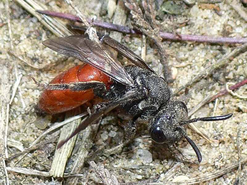 Bees : (Halictidae) Sphecodes albilabris