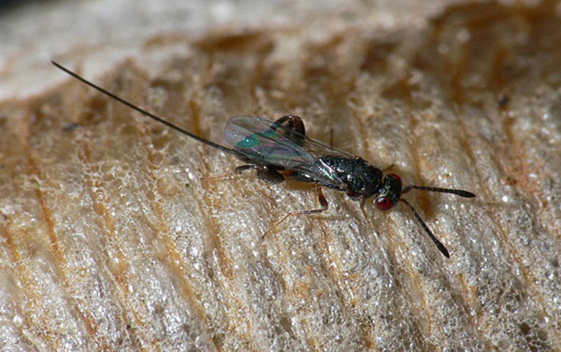 Chalcid wasps : (Torymidae) Podagrion pachymerum