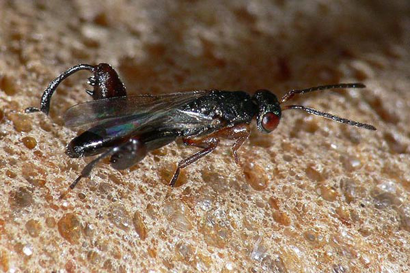 Chalcid wasps : (Torymidae) Podagrion pachymerum