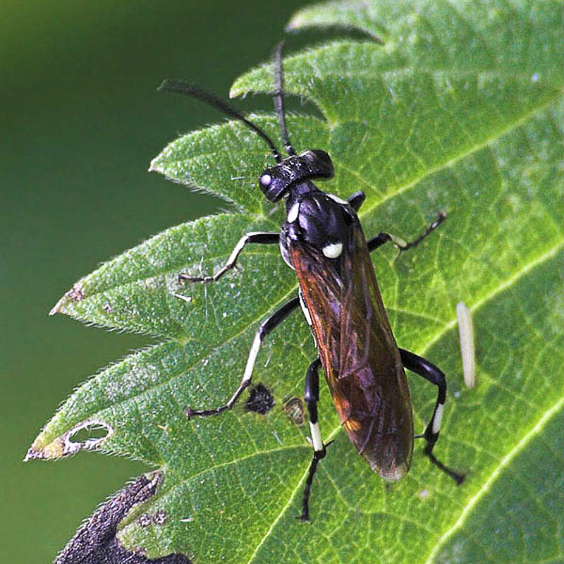 Sawflies and horntails : (Tenthredinidae) Macrophya duodecimpunctata