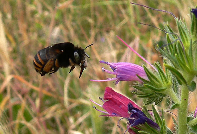 Bees : (Apidae) Anthophora maderae