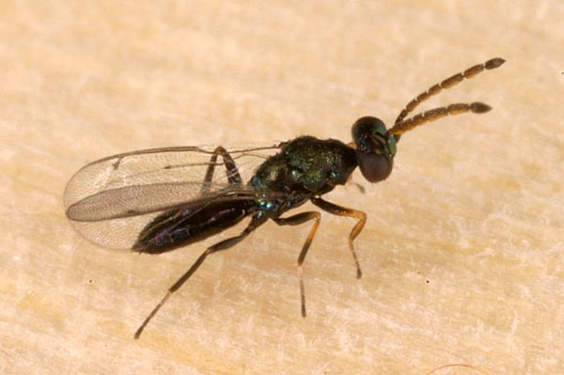 Chalcid wasps : (Eulophidae) Sympiesis sericeicornis