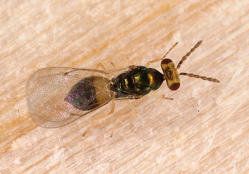 Chalcid wasps : (Eulophidae) Sympiesis gordius