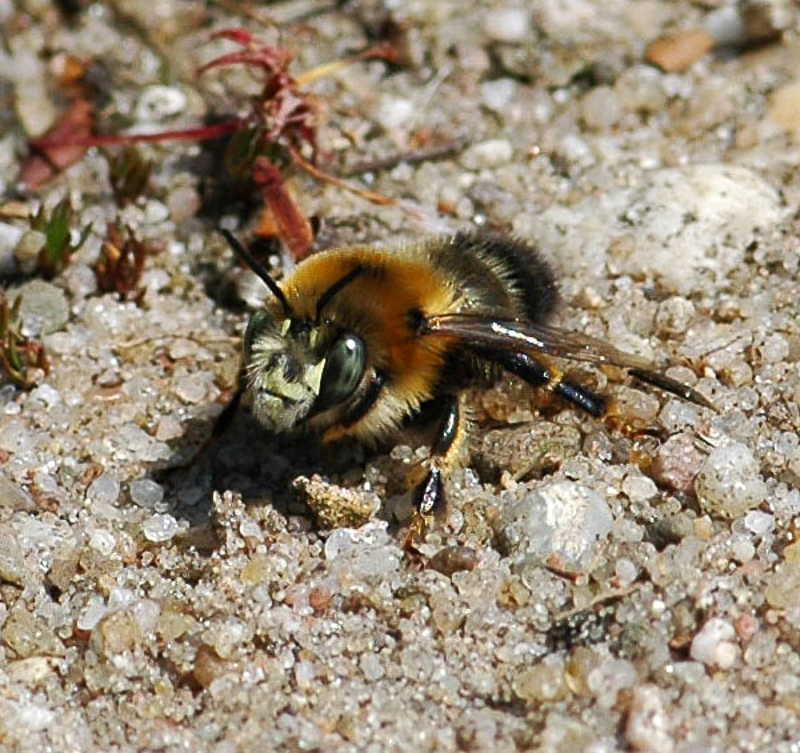 Bees : (Apidae) Anthophora retusa