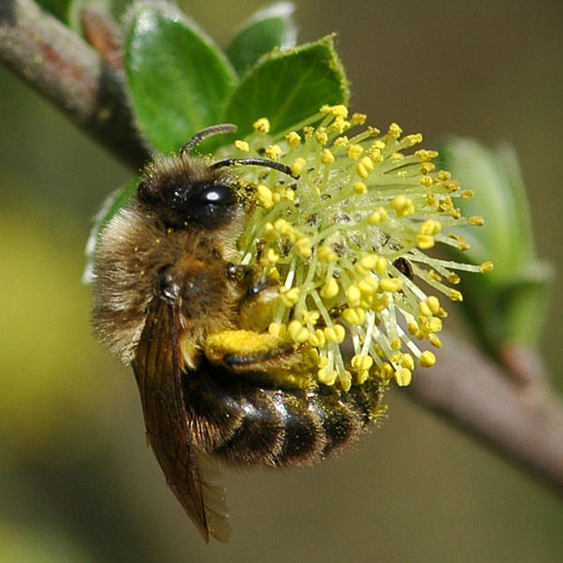 Bees : (Colletidae) Colletes cunicularius