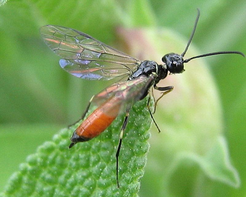Sawflies and horntails : (Cephidae) Janus compressus