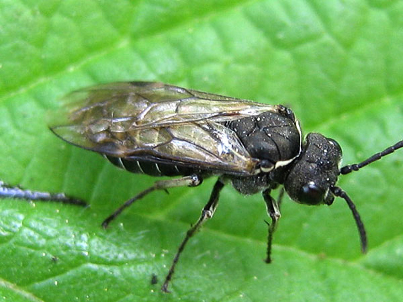 Sawflies and horntails : (Tenthredinidae) Sciapteryx consobrina