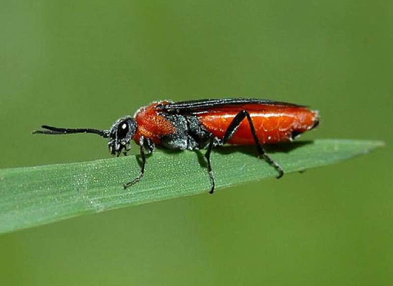 Sawflies and horntails : (Tenthredinidae) Dolerus madidus