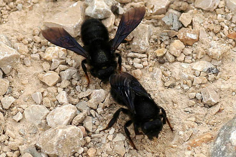 Bees : (Megachilidae) Megachile parietina