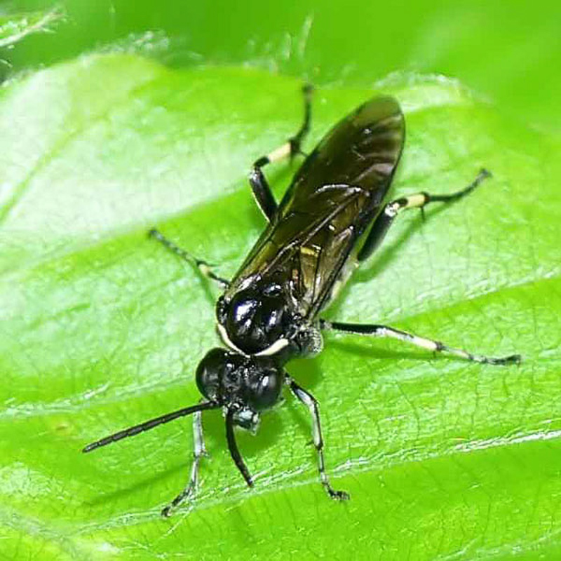 Sawflies and horntails : (Tenthredinidae) Macrophya alboannulata