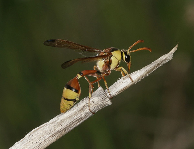 Aculeate Wasps : (Vespidae) Delta esuriens