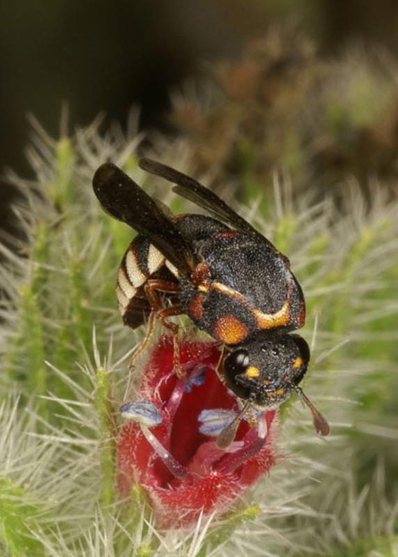 Aculeate Wasps : (Vespidae) Celonites fischeri
