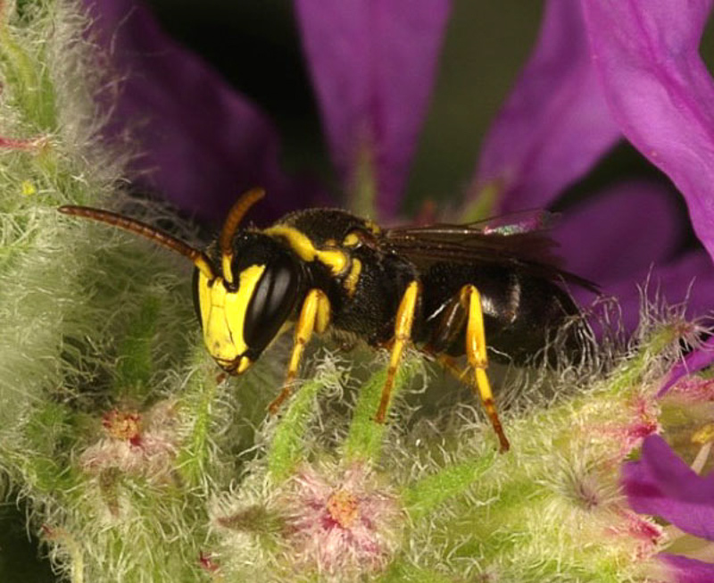 Bees : (Colletidae) Hylaeus pictus