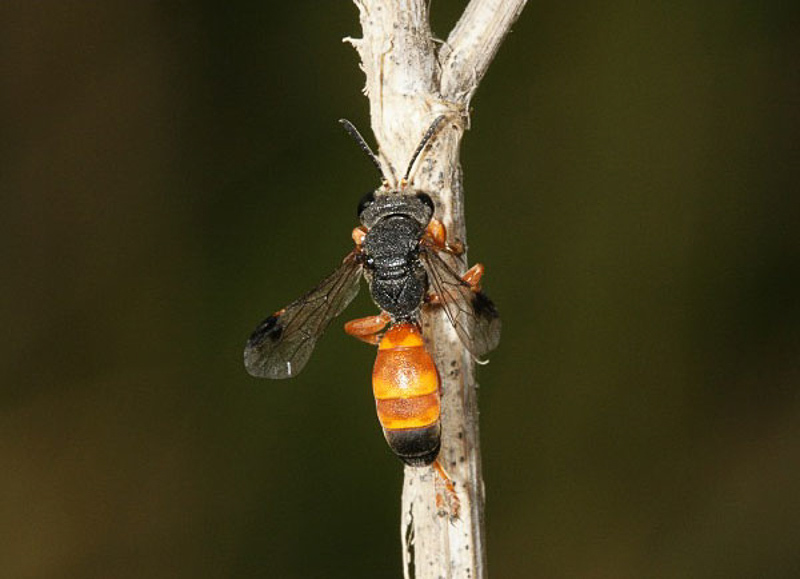 Aculeate Wasps : (Crabronidae) Psammaecius austeni