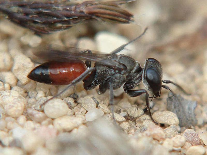 Aculeate Wasps : (Crabronidae) Miscophus bicolor