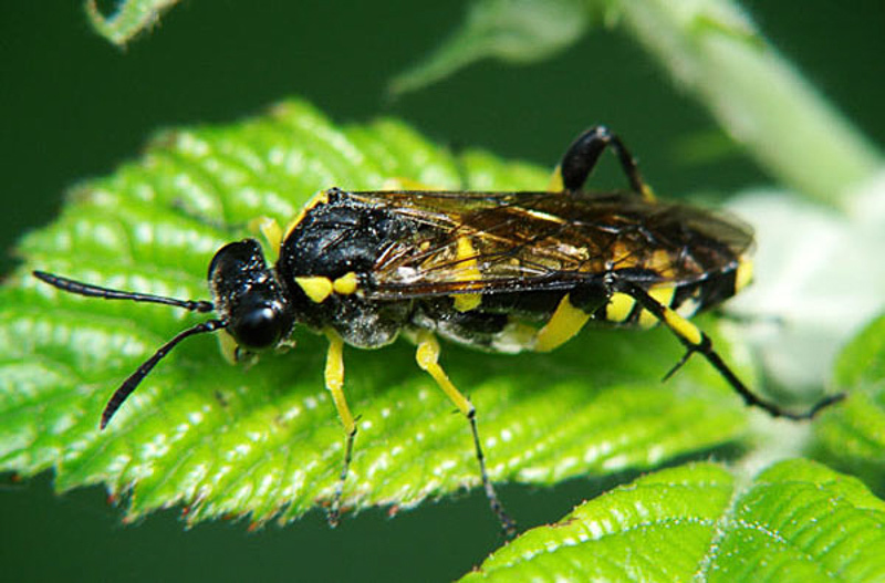 Sawflies and horntails : (Tenthredinidae) Macrophya montana