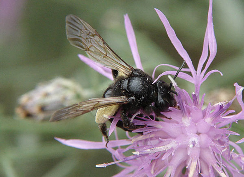 Bees : (Andrenidae) Andrena pilipes