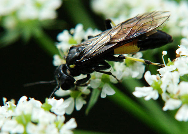 Sawflies and horntails : (Tenthredinidae) Tenthredo trabeata