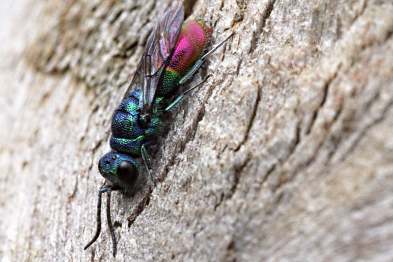 Aculeate Wasps : (Chrysididae) Chrysis immaculata