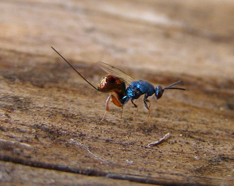 Chalcid wasps : (Torymidae) Torymus calcaratus