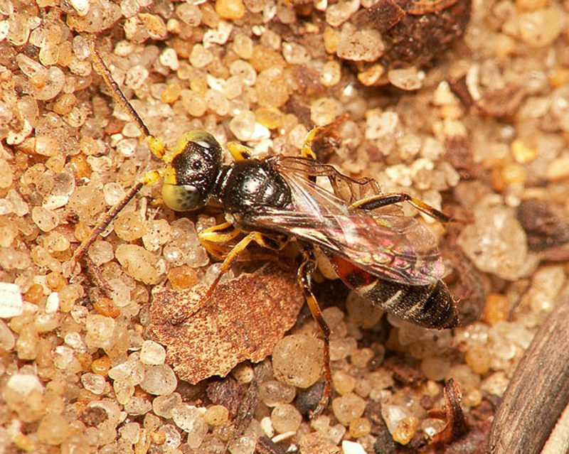Aculeate Wasps : (Crabronidae) Harpactus elegans