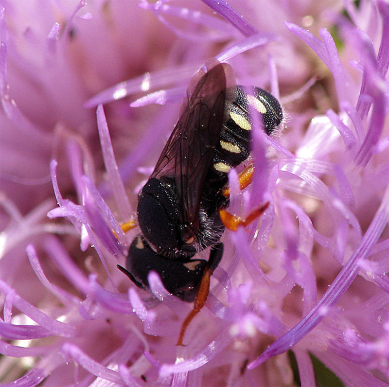 Bees : (Megachilidae) Pseudoanthidium nanum