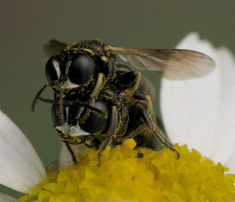 Aculeate Wasps : (Crabronidae) Lindenius albilabris