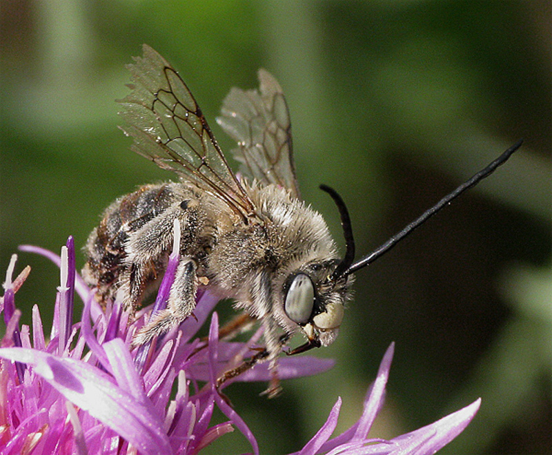 Bees : (Apidae) Tetraloniella dentata