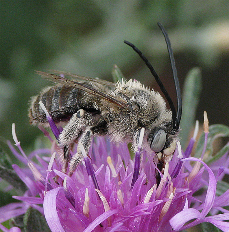 Bees : (Apidae) Tetraloniella dentata