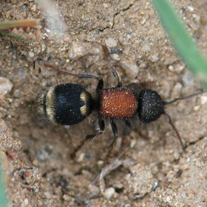 Aculeate Wasps : (Mutillidae) Tropidotilla litoralis