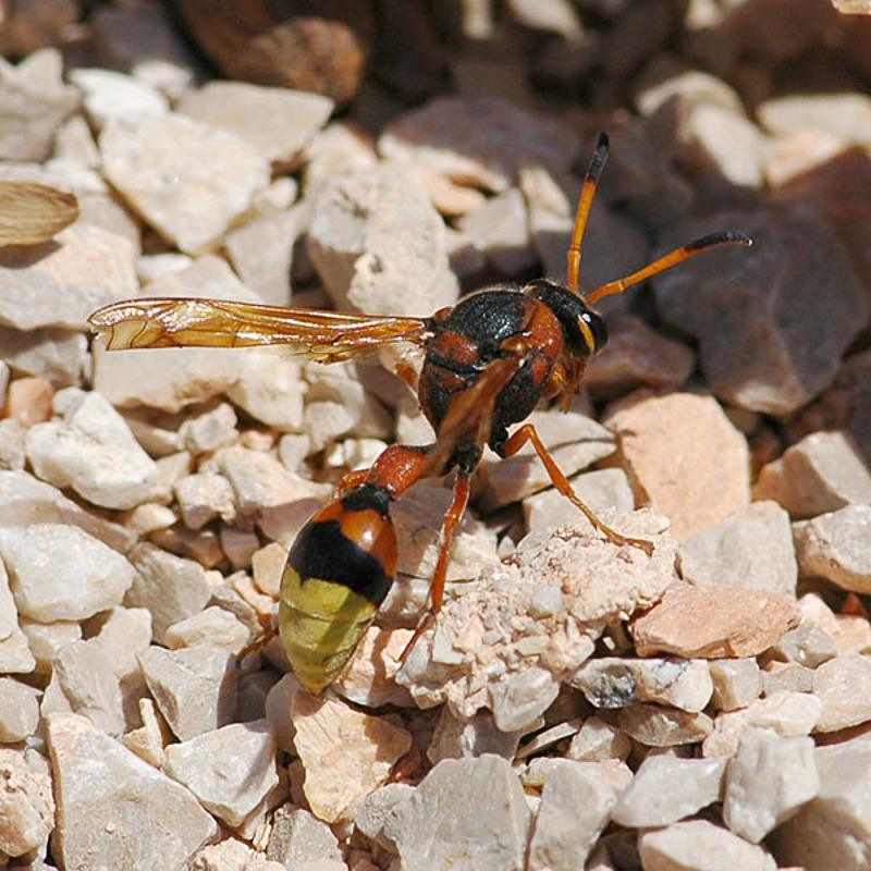 Aculeate Wasps : (Vespidae) Delta unguiculatum