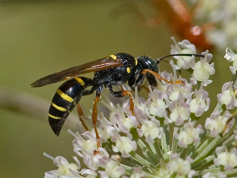 Aculeate Wasps : (Crabronidae) Gorytes quinquecinctus