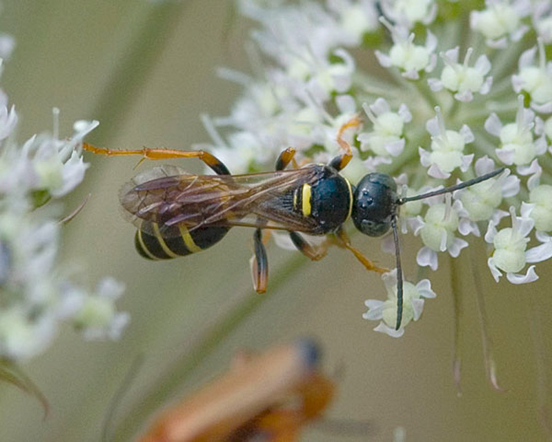 Aculeate Wasps : (Crabronidae) Gorytes quinquecinctus