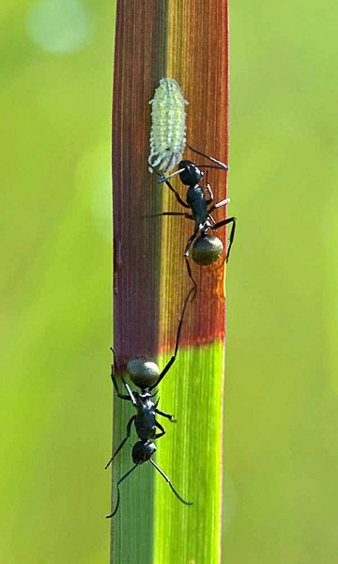 Ants : (Formicidae) Polyrhachis crawleyi