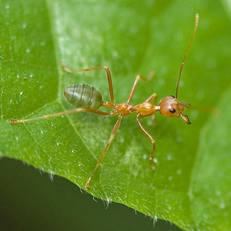 Ants : (Formicidae) Oecophylla smaragdina