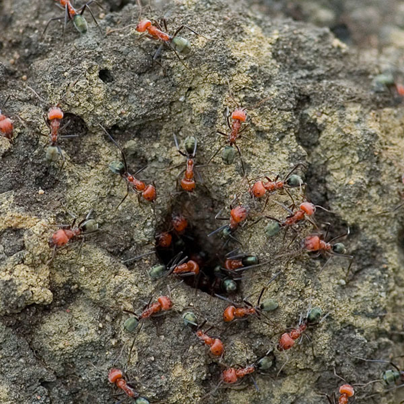 Ants : (Formicidae) Iridomyrmex reburrus