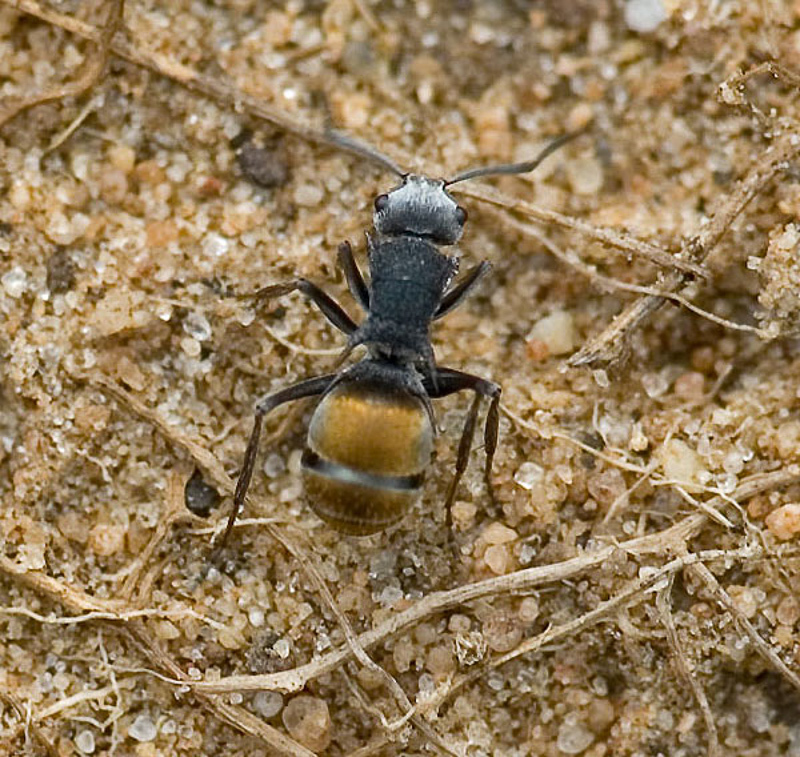 Ants : (Formicidae) Polyrhachis senilis
