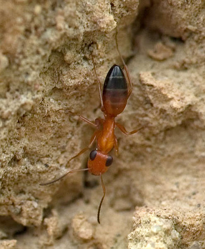 Ants : (Formicidae) Opisthopsis haddoni
